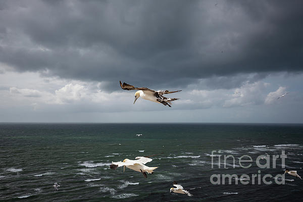 Flight Over The Sea by Eva Lechner Flight Over The Sea by Eva Lechner